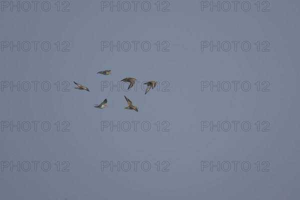 Golden plover (Pluvialis apricaria) six adult wading birds flying in a flock, England, United