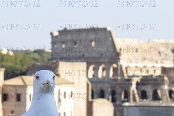 Yellow-legged gull (Larus michahellis) adult bird head portrait photo bombing with The Colosseum in