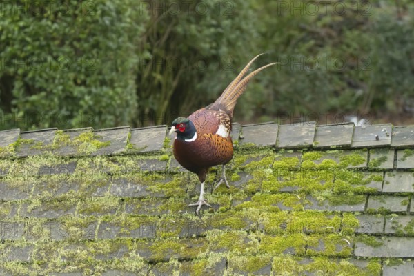 Common pheasant (Phasianus colchicus) adult male game bird walking on a garden shed roof, England,