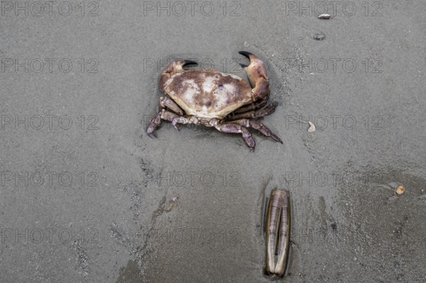 Edible crab (Cancer pagurus) and sword-shaped razor clam (Ensis ensis) on the North Sea beach,