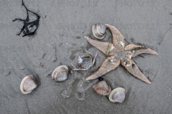 Large pepper mussels (Scrobicularia plana) and Common Starfish (Asteria rubens) on the beach,