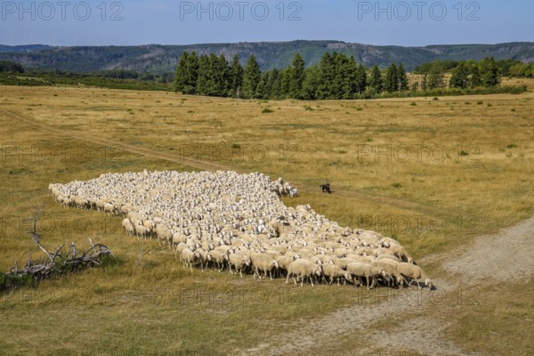 Schleiden, North Rhine-Westphalia, Germany — Eifel National Park. Herds of sheep on the Dreiborn