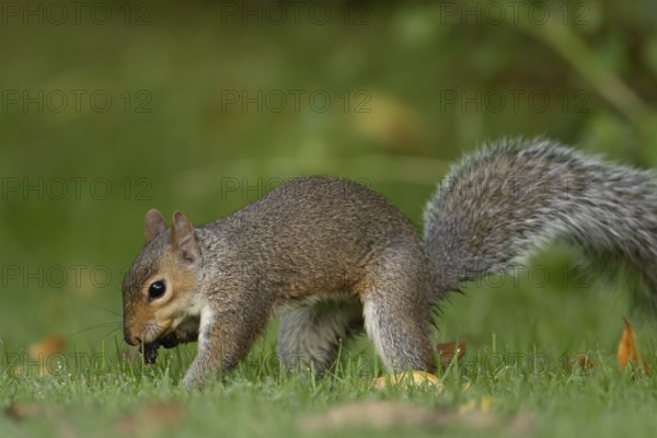 Grey squirrel (Sciurus carolinensis) adult animal burying a nut in a garden grass lawn in autumn,