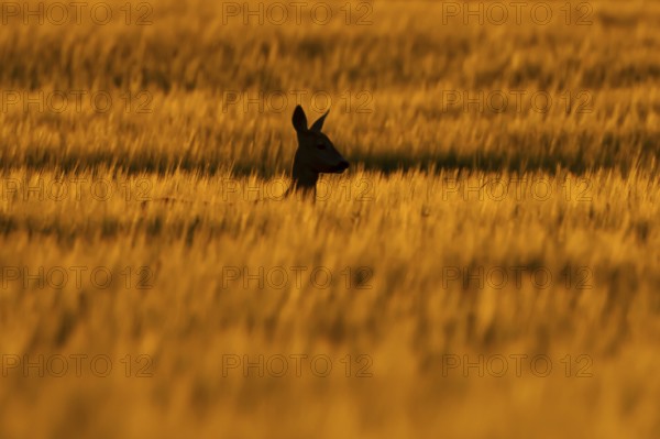 Roe deer (Capreolus capreolus) silhouette of an adult female doe animal in a farmland cereal field