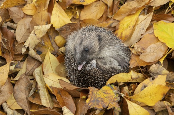 European hedgehog (Erinaceus europaeus) adult animal self-anointing or salivating curled in a ball
