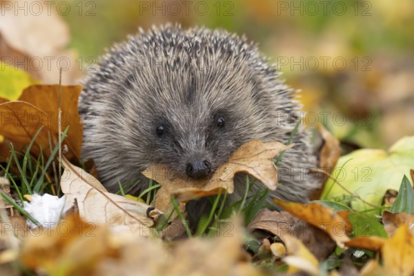 European hedgehog (Erinaceus europaeus) adult animal in a garden carrying a leaf in its mouth for
