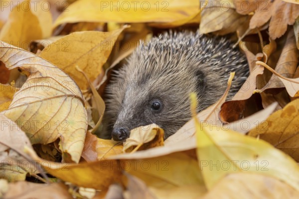 European hedgehog (Erinaceus europaeus) adult animal during hibernation emerging from a pile of