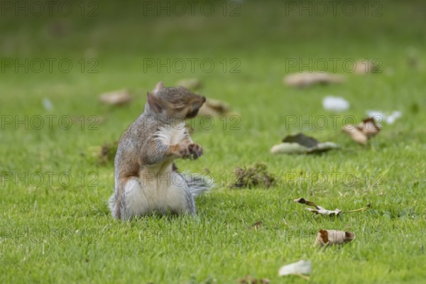 Grey squirrel (Sciurus carolinensis) adult animal shaking its head on a garden grass lawn in