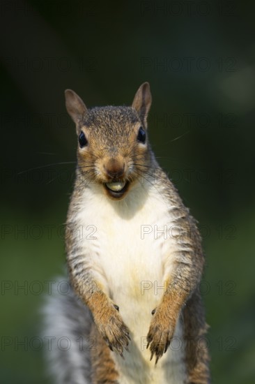 Grey squirrel (Sciurus carolinensis) adult animal with a hazel nut in its mouth in autumn, England,