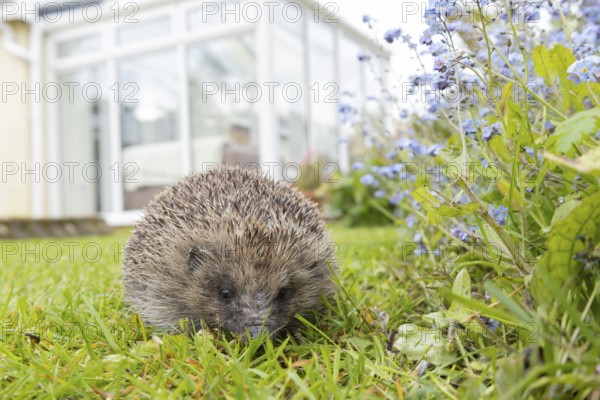 European hedgehog (Erinaceus europaeus) adult animal on a garden grass lawn with an urban house in