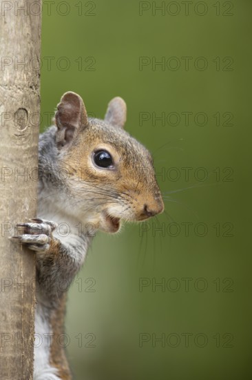 Grey squirrel (Sciurus carolinensis) adult animal head portrait, England, United Kingdom