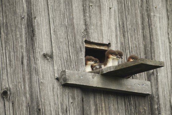 Goosander (Mergus merganser) one day old fledglings at the breeding den in a field barn, a few