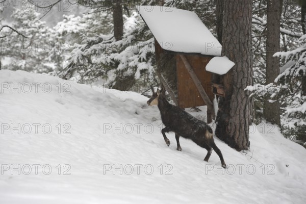Chamois (Rupicapra rupicapra), also known as Gams, goat, feeding in the mountains, Kalkalpen