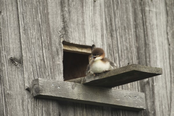Goosander (Mergus merganser) one day old young bird at the breeding den in a field barn, a few