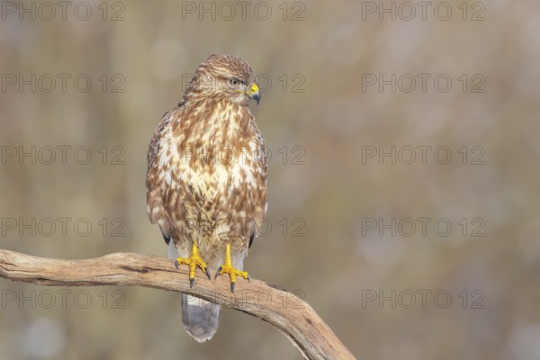 Buzzard (Buteo buteo) sitting attentively on a branch, wildlife, animals, birds, bird of prey,