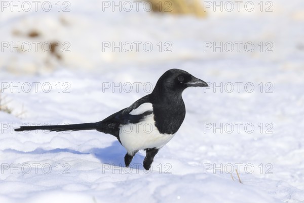 Magpie (Pica pica), common magpie foraging in a snow-covered meadow in winter, wildlife, animals,