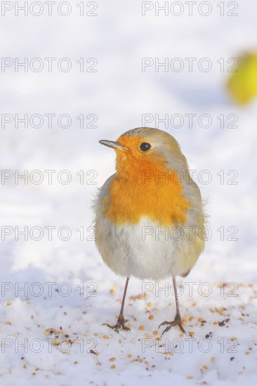 Robin (Erithacus rubecula), looking for food at the winter feeding place in snow, wildlife, winter,