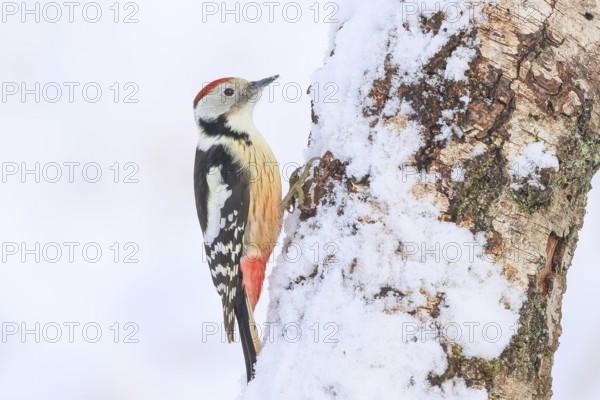 Middle spotted woodpecker (Dendrocopos medius) on a birch tree in the snow, wildlife, woodpeckers,