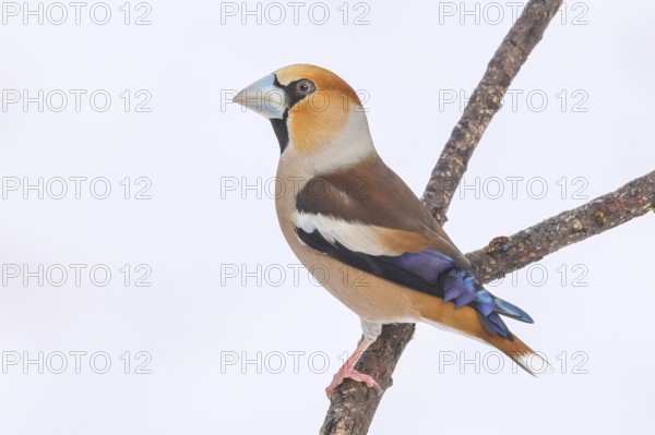 Hawfinch (Coccothraustes coccothraustes), male sitting attentively on a branch covered with lichen,