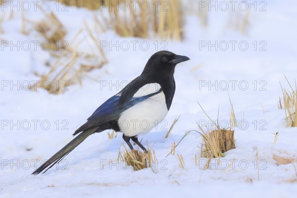 Magpie (Pica pica), common magpie foraging in a snow-covered meadow in winter, with contrasting