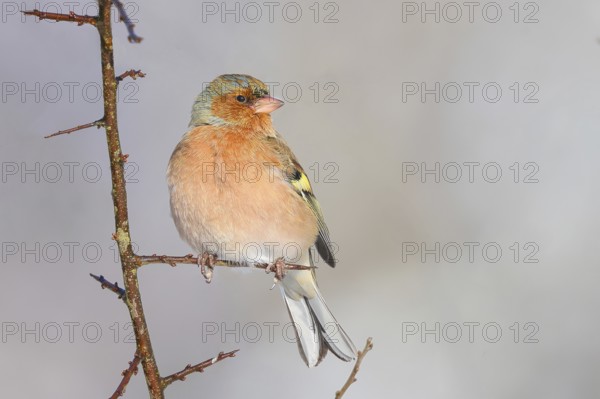 Chaffinch (Fringilla coelebs), male in winter dress, sitting on a branch overgrown with sharp