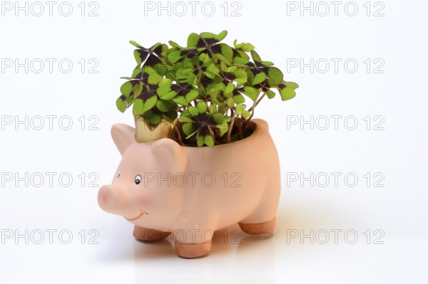 Ceramic lucky pig with shamrock plant