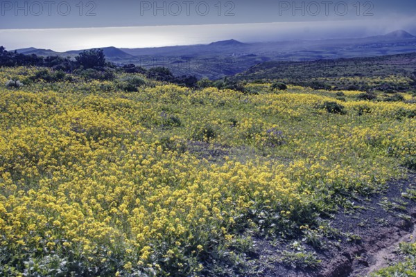 Yellow flower field with sea views and clear sky in the background, Mirador de Ermita de Las