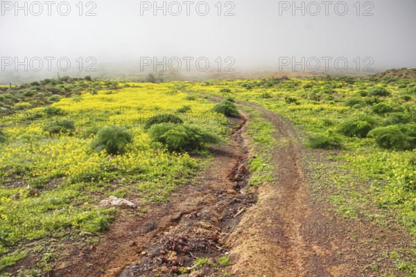 Hiking trail through green field with yellow blooming wildflowers in fog, Mirador de Ermita de Las
