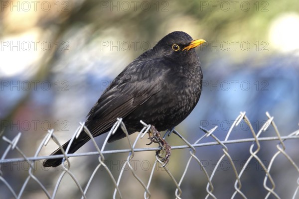 Blackbird on a fence, winter, Germany
