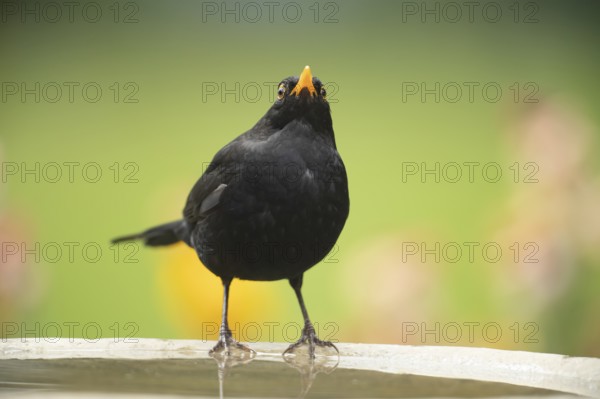 Eurasian blackbird (Turdus merula) adult male garden bird on a bird bath in summer, England, United