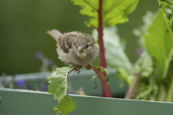 House sparrow (Passer domesticus) adult garden bird eating Swiss chard plant leaves in a vegetable
