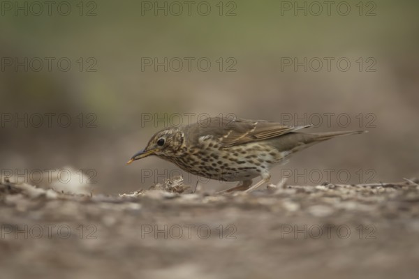 Song thrush (Turdus philomelos) adult garden bird collecting grubs for food in a woodland in