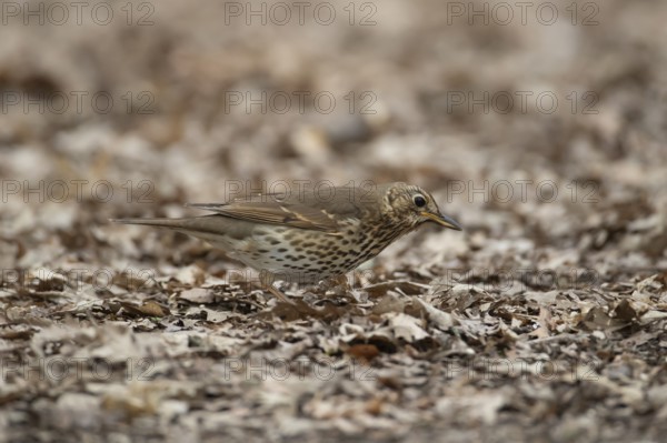 Song thrush (Turdus philomelos) adult garden bird searching for food in a woodland in spring,