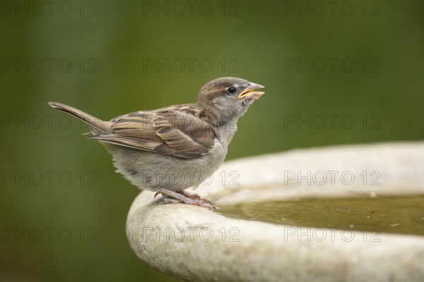 House sparrow (Passer domesticus) adult garden bird drinking water from a bird bath in summer,