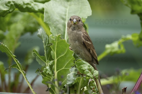 House sparrow (Passer domesticus) adult garden bird eating Swiss chard plant leaves in a vegetable