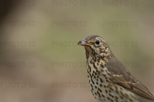 Song thrush (Turdus philomelos) adult garden bird with worms for food in its beak in spring,