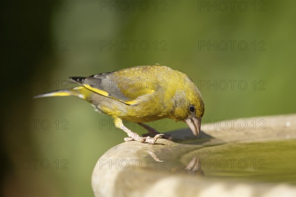 Eurasian greenfinch (Chloris chloris) adult male garden bird drinking water from a bird bath in