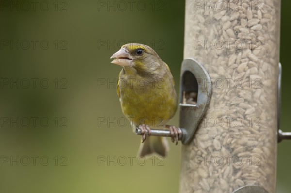Eurasian greenfinch (Chloris chloris) adult female garden bird feeding on sunflower seed hearts