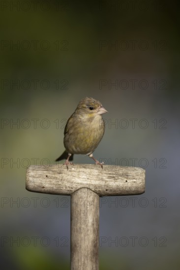 Eurasian greenfinch (Chloris chloris) adult female garden bird on a fork handle in spring, England,