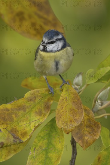 Blue tit (Cyanistes caeruleus) adult garden bird on a Magnolia tree branch amongst autumn colour