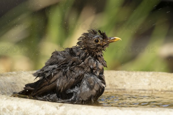 Eurasian blackbird (Turdus merula) adult female garden bird bathing in a bird bath in summer,