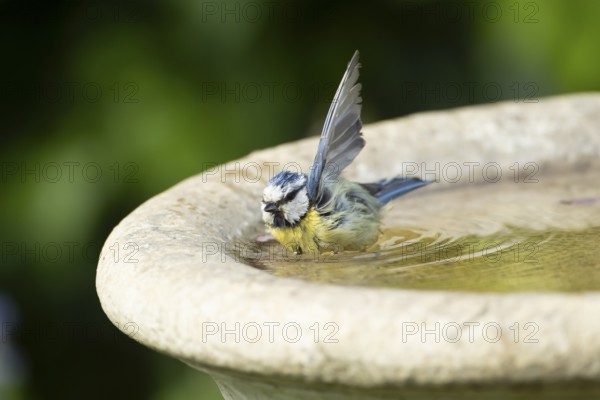 Blue tit (Cyanistes caeruleus) adult garden bird bathing in a bird bath in summer, England, United