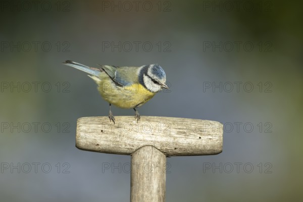 Blue tit (Cyanistes caeruleus) adult garden bird on a fork handle in spring, England, United