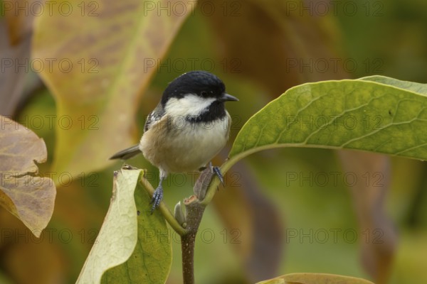 Coal tit (Periparus ater) adult garden bird in a Magnolia tree with autumn colour leaves, England,