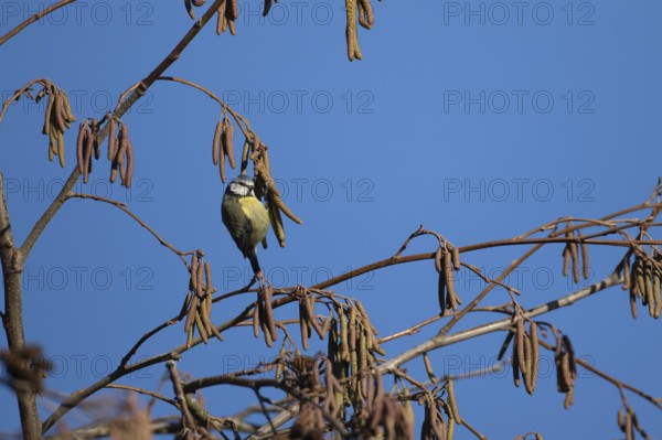 Blue tit (Cyanistes caeruleus) adult garden bird feeding on Alder tree catkins in winter, England,