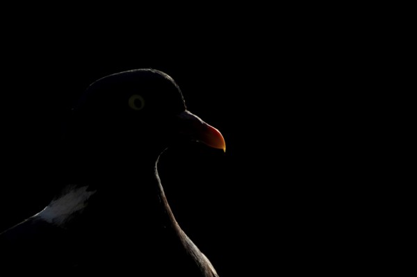 Wood pigeon (Columba palumbus) adult garden bird head portrait rim lit in summer, England, United