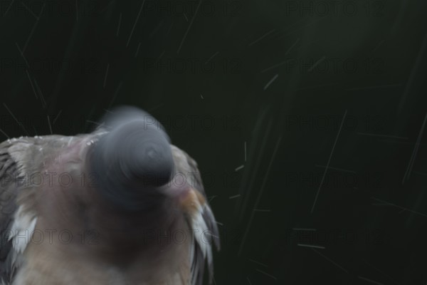 Wood pigeon (Columba palumbus) adult garden bird shaking its head in a rain storm in summer,
