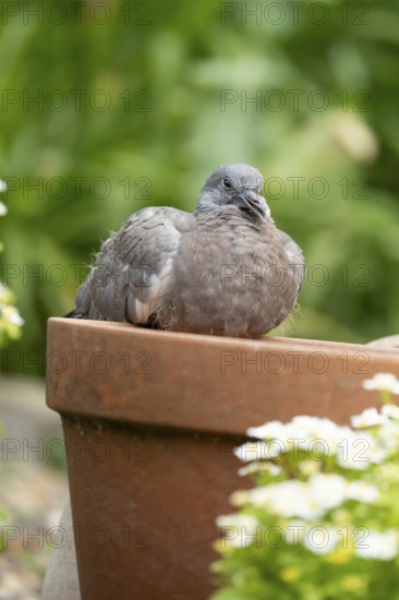 Wood pigeon (Columba palumbus) juvenile squab garden bird sitting on a plant pot in summer,