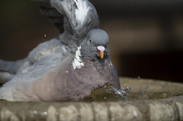Wood pigeon (Columba palumbus) adult garden bird bathing in a bird bath in summer, England, United