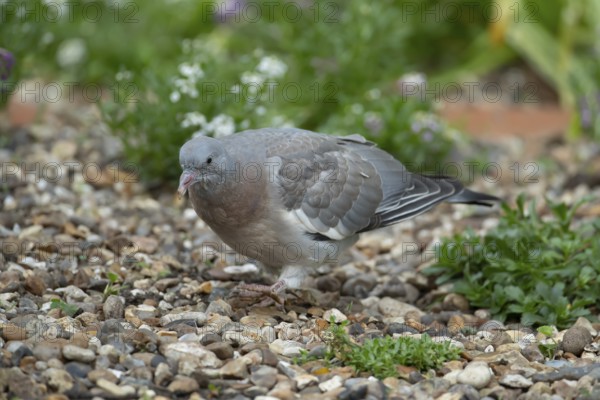 Wood pigeon (Columba palumbus) juvenile squab garden bird on a shingle area in summer, England,